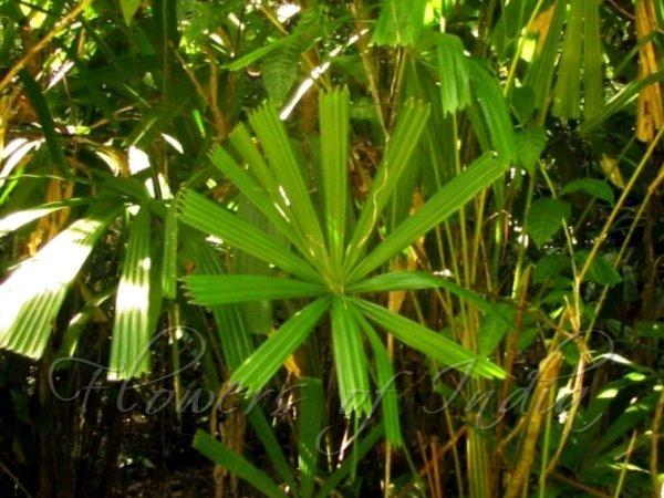 Mangrove Fan Palm